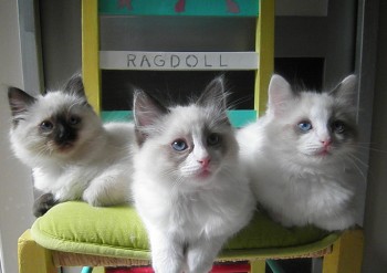 chatons - 9 semaines - Chatterie Ragdolls du Val de Beauvoir